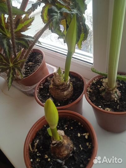 Гиппеаструм