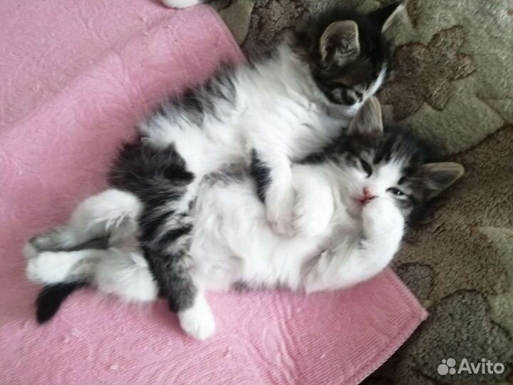 Ласковые Котята - пушистики