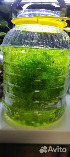 Роголистник растение для аквариума