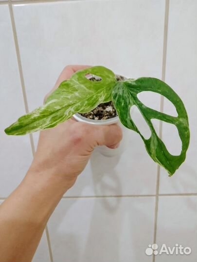 Монстеры