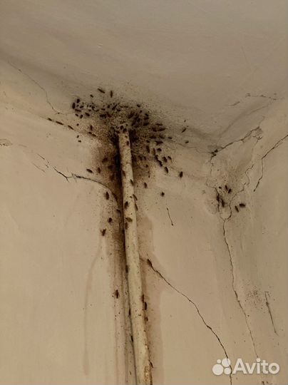 Уничтожение Тараканов Клопов Муравьёв Крыс и пр