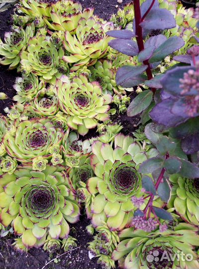 Многолетние растения для сада