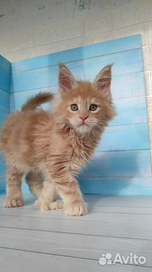 Красные дымные котята