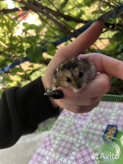 Хомяк с клеткой