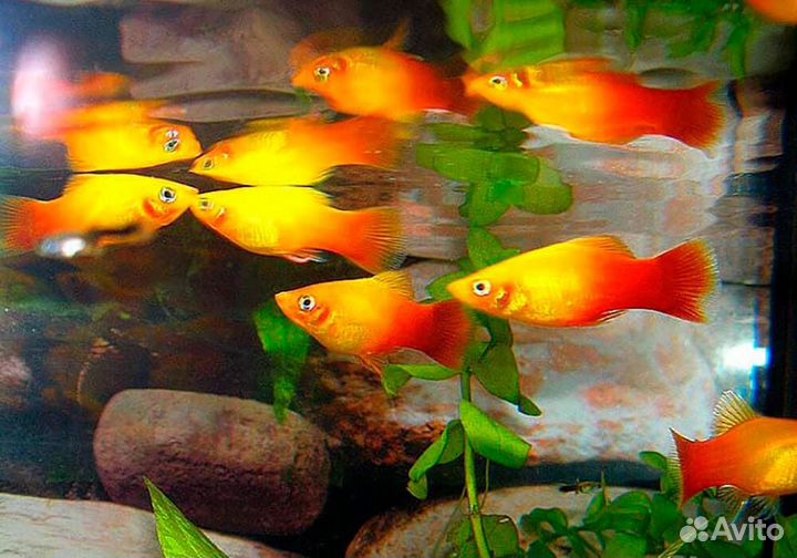 Пецилия сансет или Пецилия солнечная (Platy Sunse