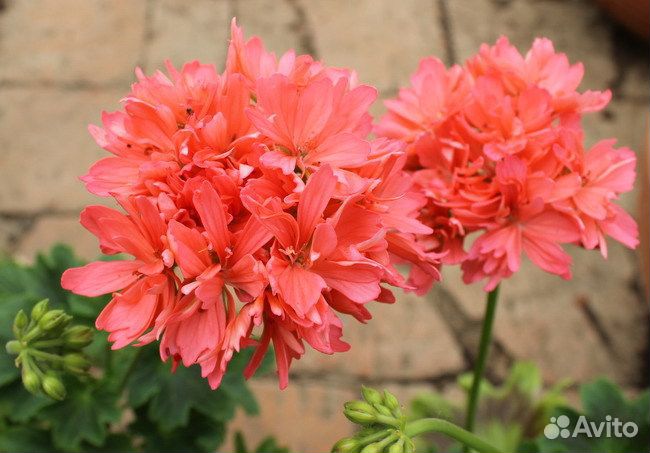 Пеларгонии сортовые