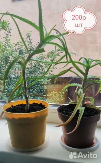 Алоэ вера растение