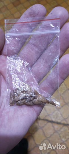 Семена и саженцы гимолайского кедра