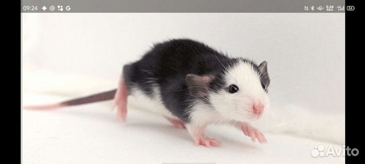 Крыса дамбо