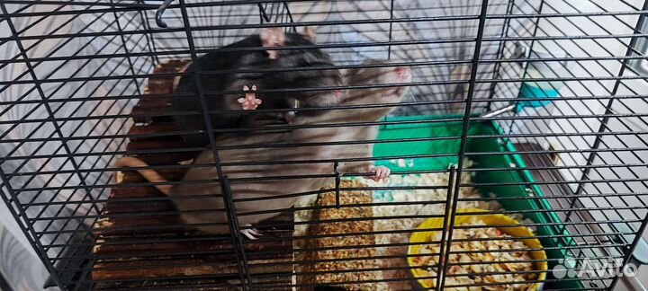 Декоративная крыса дамбо