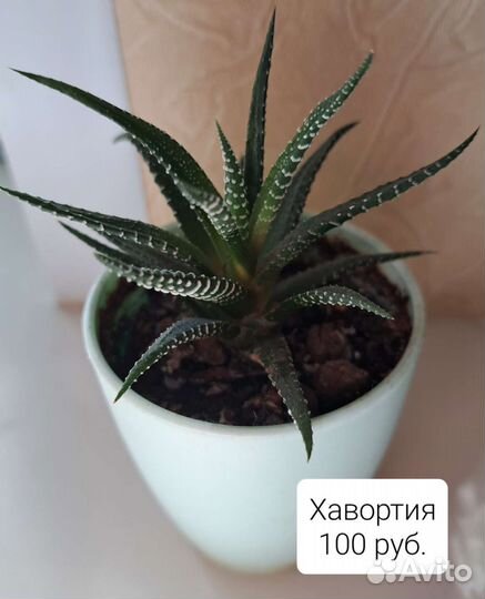 Спатифиллум и др. Комнатные растения