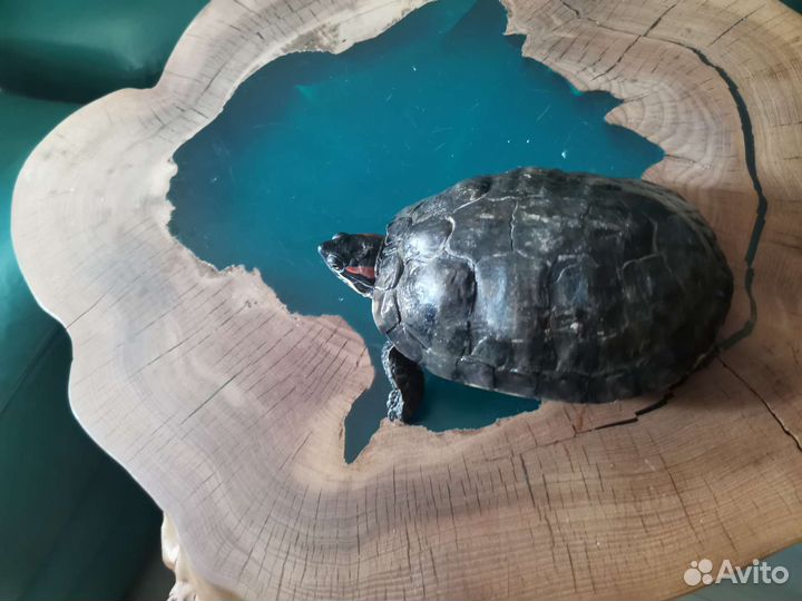 Черепаха с аквариумом