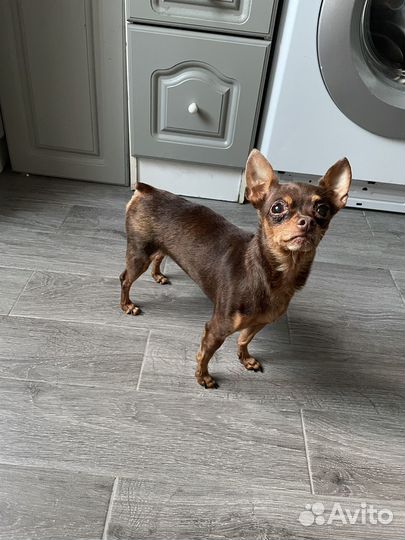 Мини той-терьер