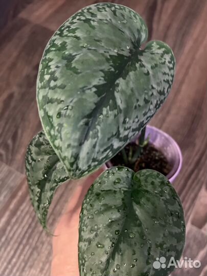 Сциндапсус сплэш Блю