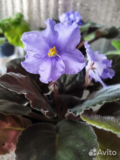 Фиалки сортовые детки
