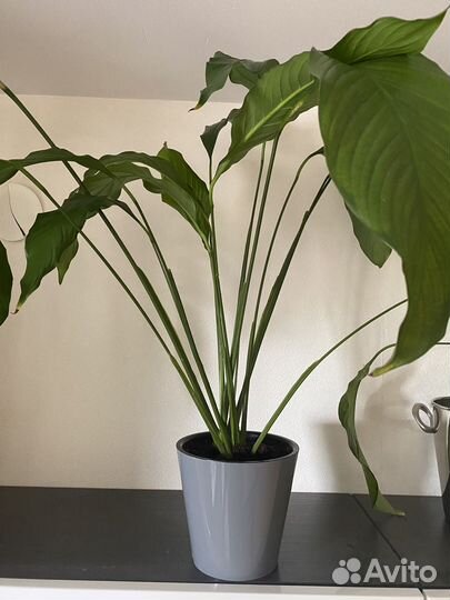 Спатифиллум