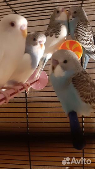 Птенцы волнистые попугаи возраст 40 дней