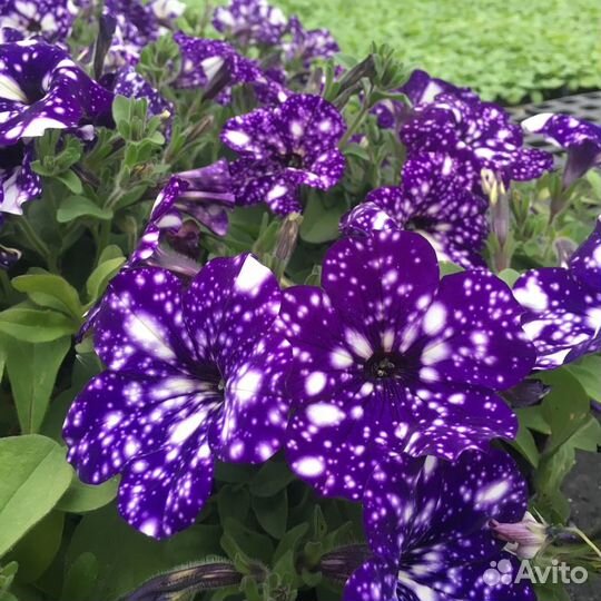 Черенки вегетативной петунии, петхоа