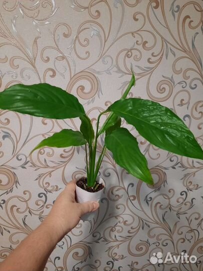 Спатифилиум и т.д