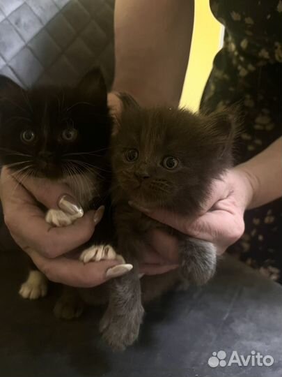 Котята скотиш страйт