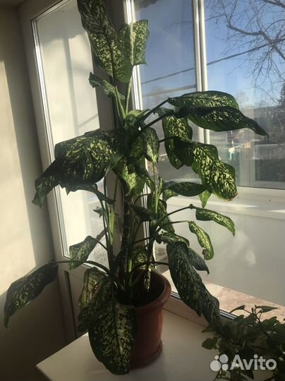 Диффенбахия