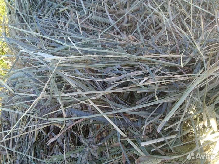 Сено в тюках