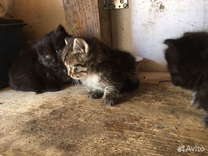 Котята в добрые руки
