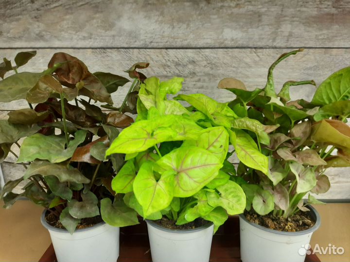 Комнатные растения, комнатные цветы