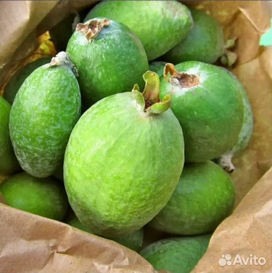 Фейхоа крупноплодный, семена