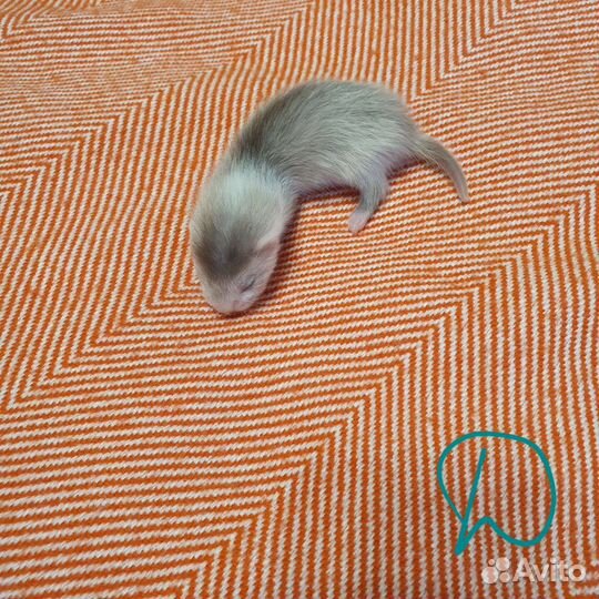 Щенки хорька