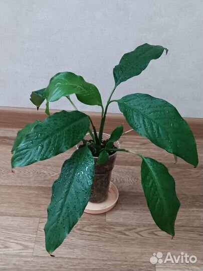 Спатифиллум и денежное дерево
