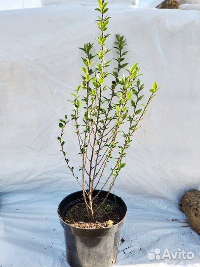 Кизильник для изгороди