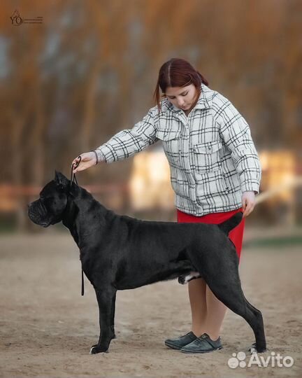 Щенки Кане Корсо