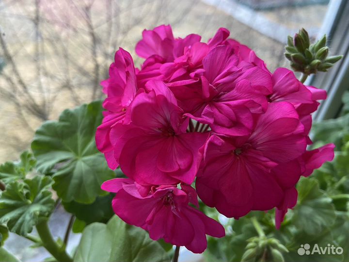 Пеларгония герань