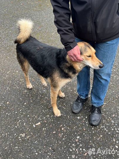 Собака в добрые руки