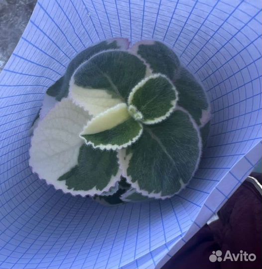 Мята комнатная и садовая