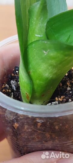 Сансевиерия Ханни грин мулд медиопикта