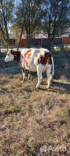 Продам телку