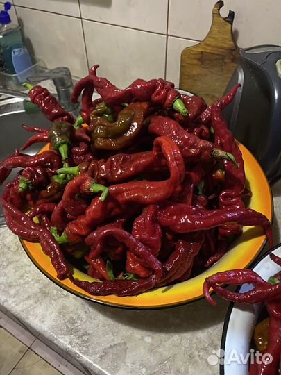 Рассада острого перца