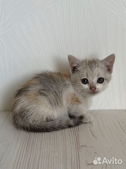 Котята бесплатно