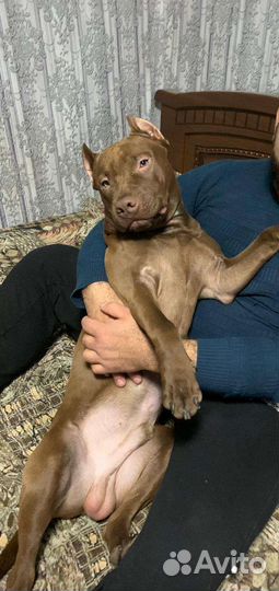 Питбуль вязка