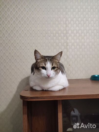 Передержка животных