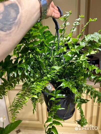 Папоротник мачо