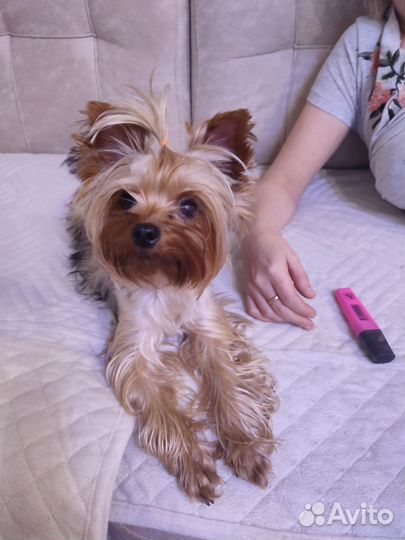 Йоркширский терьер мини