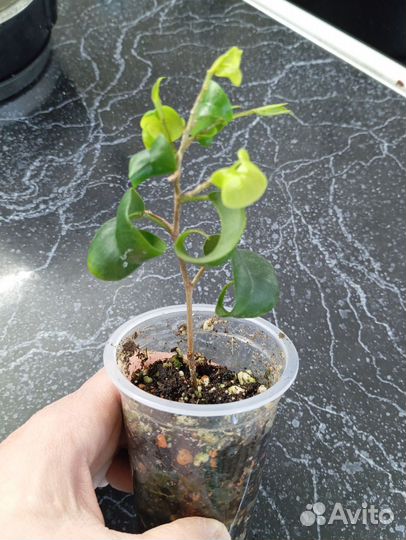 Фикус Барок (черенок)