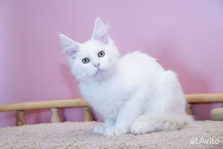 Мейн-кун котик белый солид