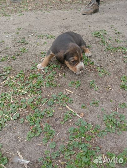 Щенки русской гончей