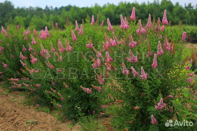 Спирея Дугласа розовая