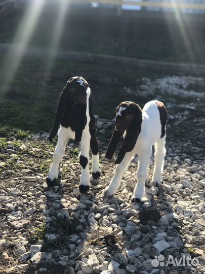 Козлята камори