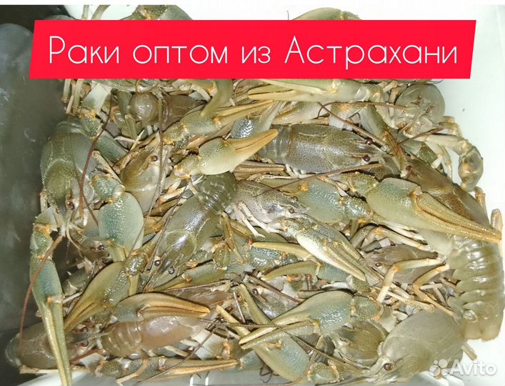 Живые раки оптом